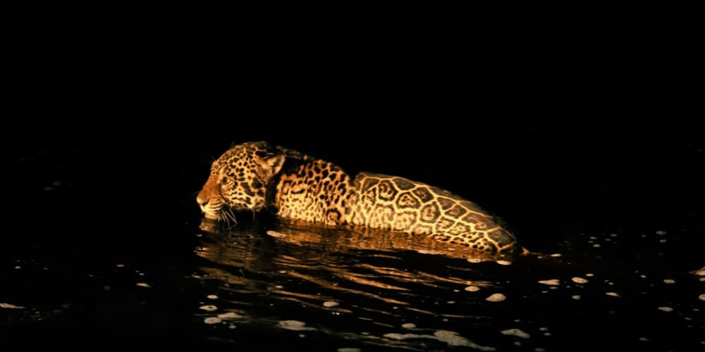 A wild jaguar swims in the river at night during a Pantanal wildlife safari.