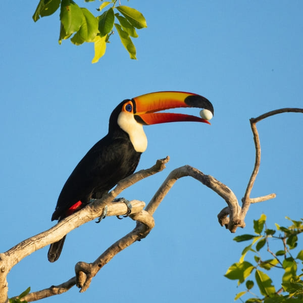 A Toco toucan with a bright orange beak sits on a dry tree branch against a blue sky.