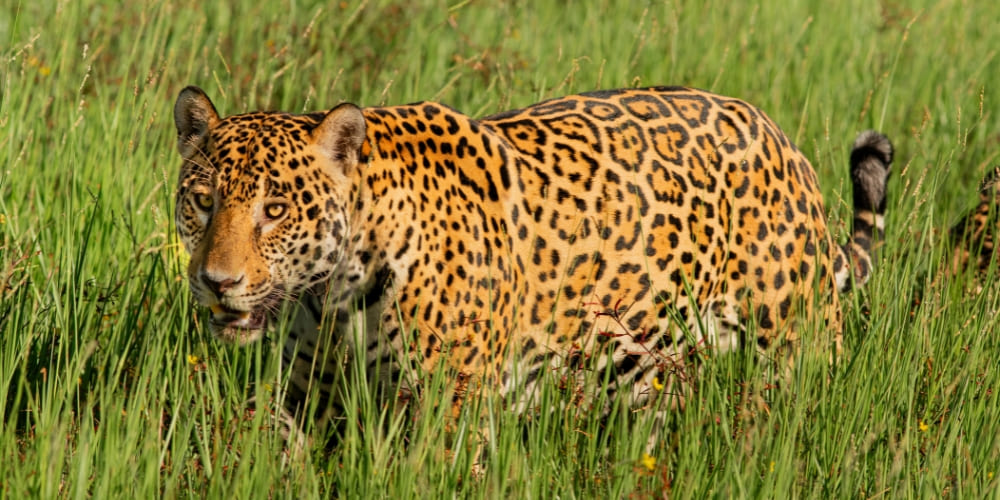 A large jaguar walks through tall green grass in its natural habitat in the Southern Pantanal.