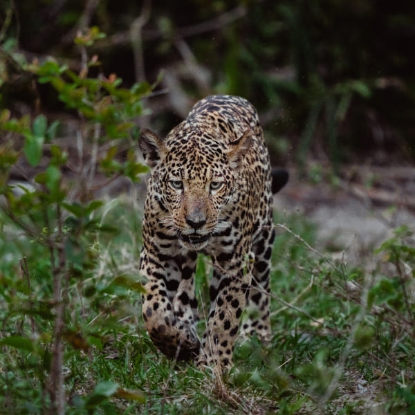 A large jaguar walks confidently toward the camera through green brush in its natural habitat.