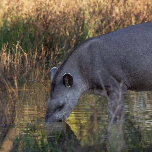 A wild tapir drinks calmly from the dark waters of a wetland during a Pantanal ecotourism safari.