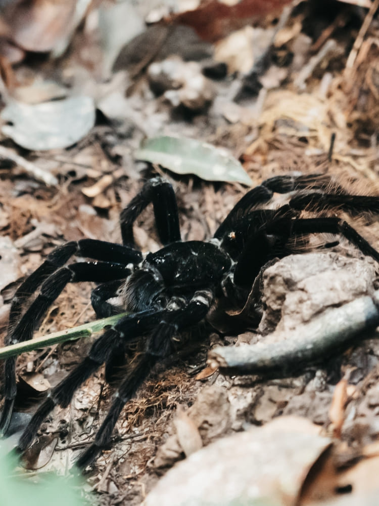 A large black tarantula sitting on dry leaves, representing the Amazonian fauna seen up close.