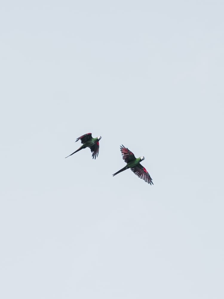 Two birds color the sky with their bright feathers during a morning bird watching activity.