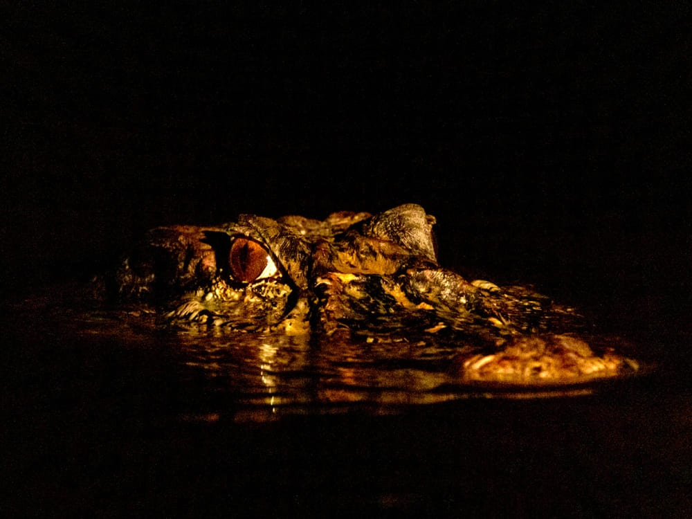 : A caiman resting in dark waters during a nocturnal wildlife tour on a river cruise Amazon.