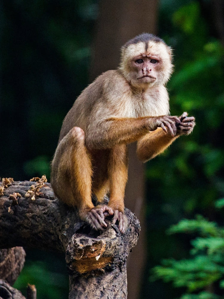 A wild monkey sitting on a thick tree branch eating food in its natural jungle habitat.
