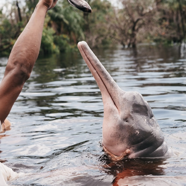 A person's hand feeding a fish to a pink Amazon river dolphin poking its head out of the water.