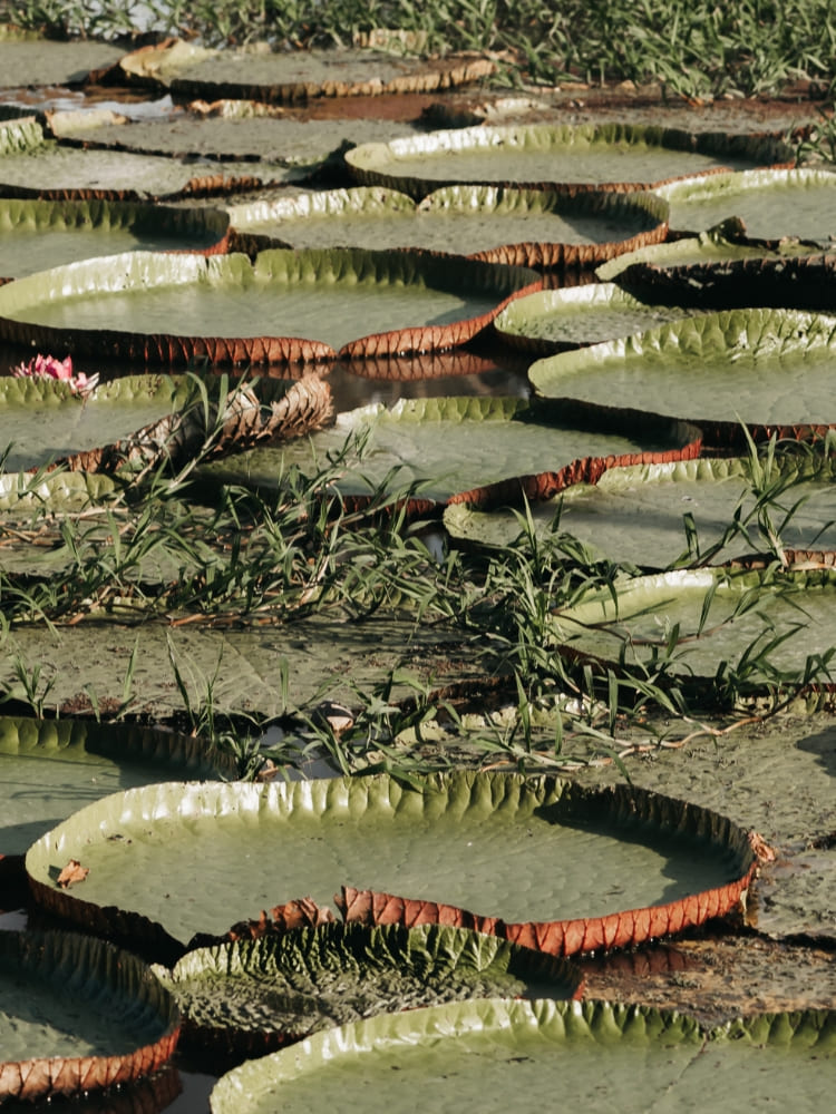 Giant water lilies floating in the water at Janauari Ecological Park.