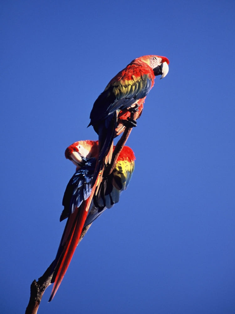 Two vibrant red macaws perched together on a tree branch against a clear blue sky.