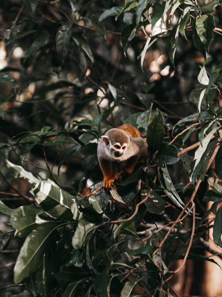 A small monkey perches on a leafy green tree branch as part of the Amazonian fauna.