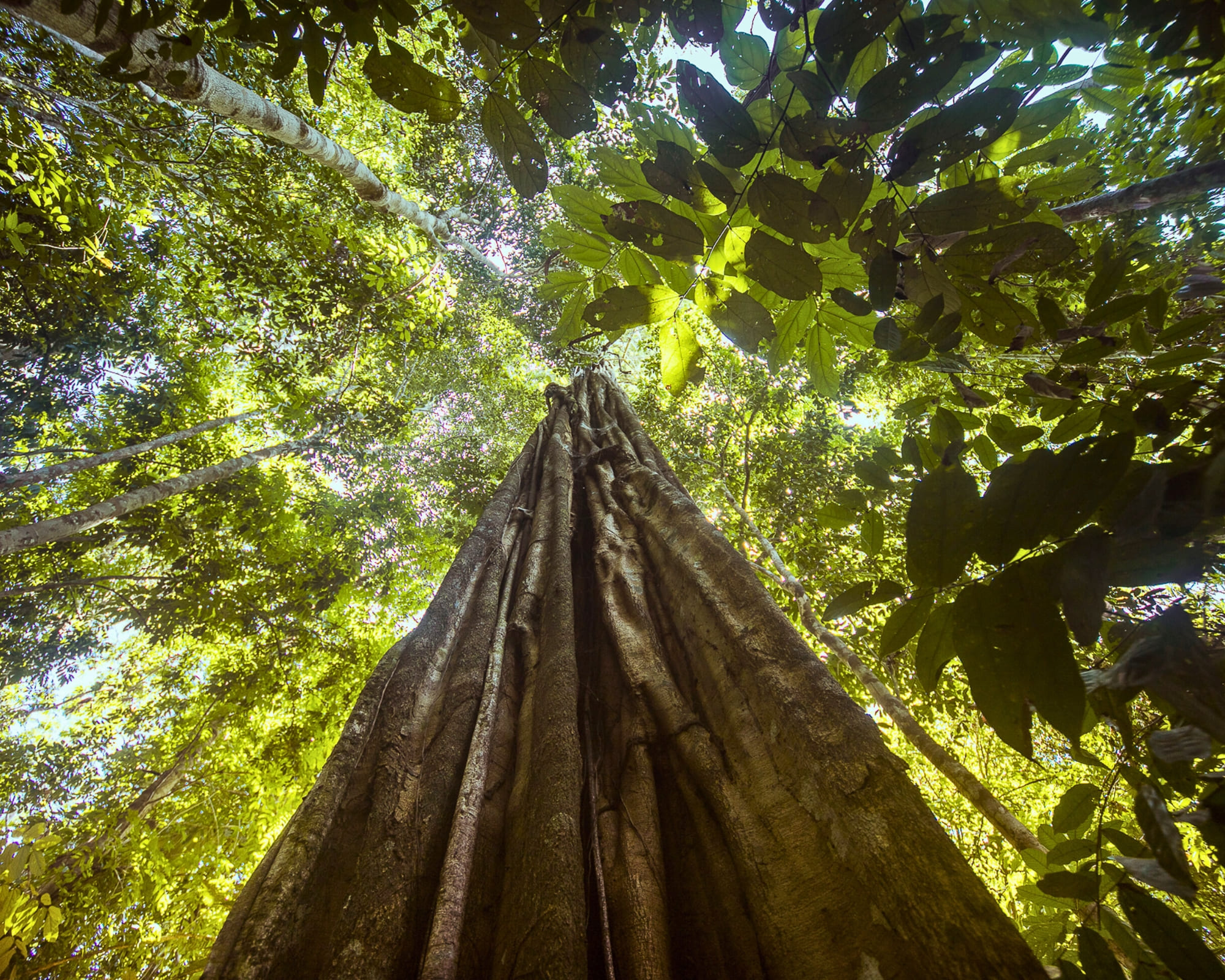 Ökotourismus im Amazonas-Regenwald: Eine Lösung für die Abholzung