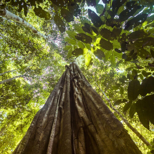 Sustainable Travel: A Solution to Amazon Deforestation Crisis