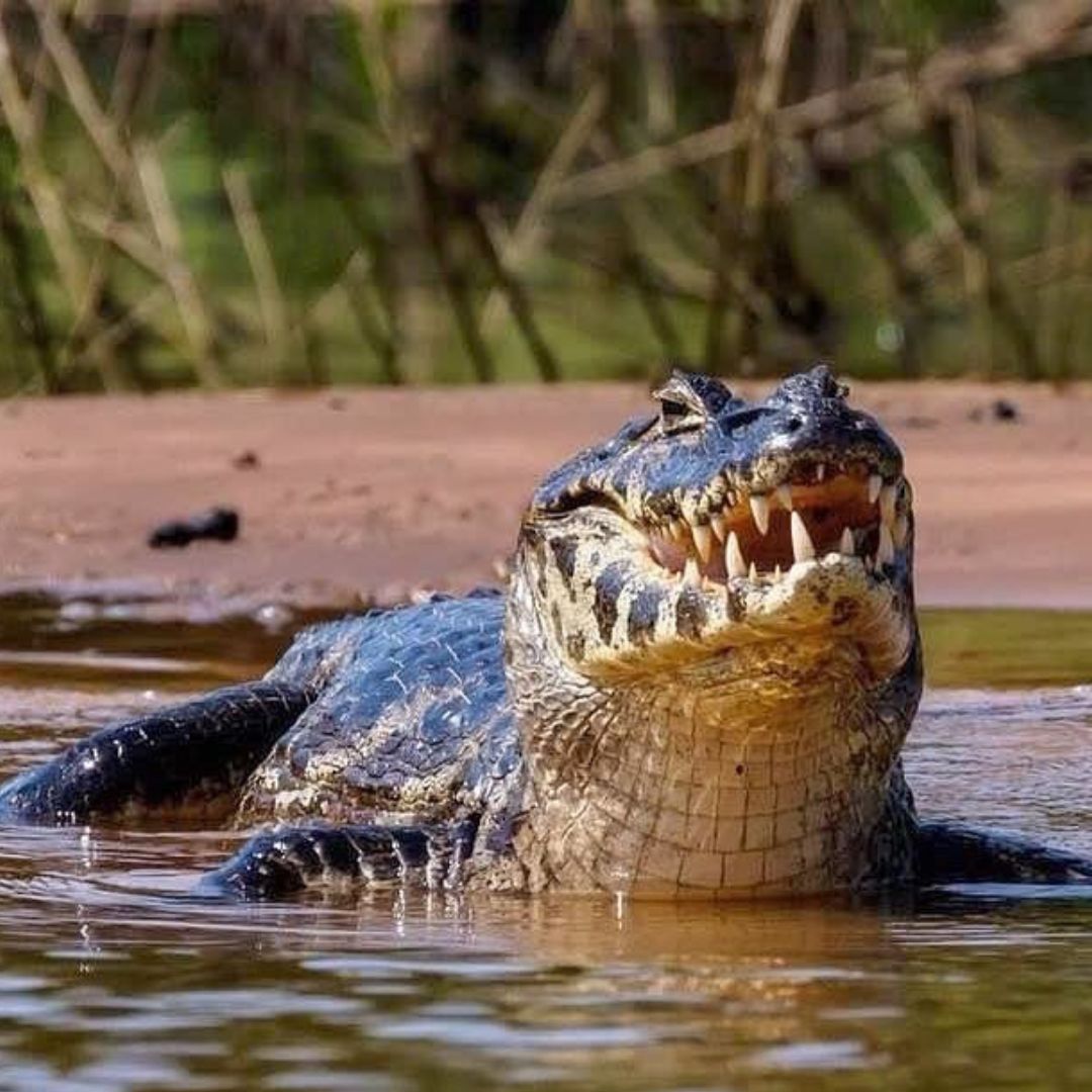 Comment se rendre au Pantanal ?