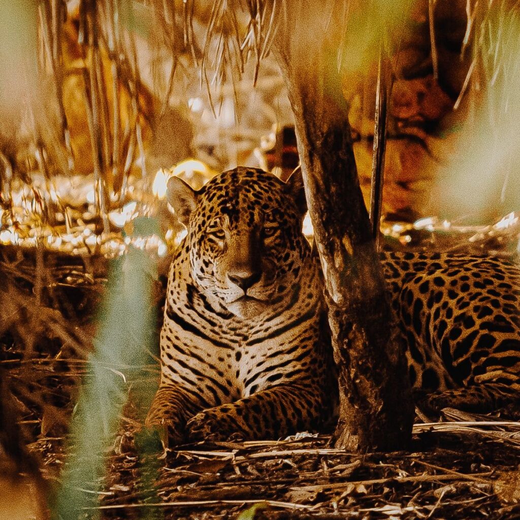 Where is the best place to see jaguars in the Pantanal?