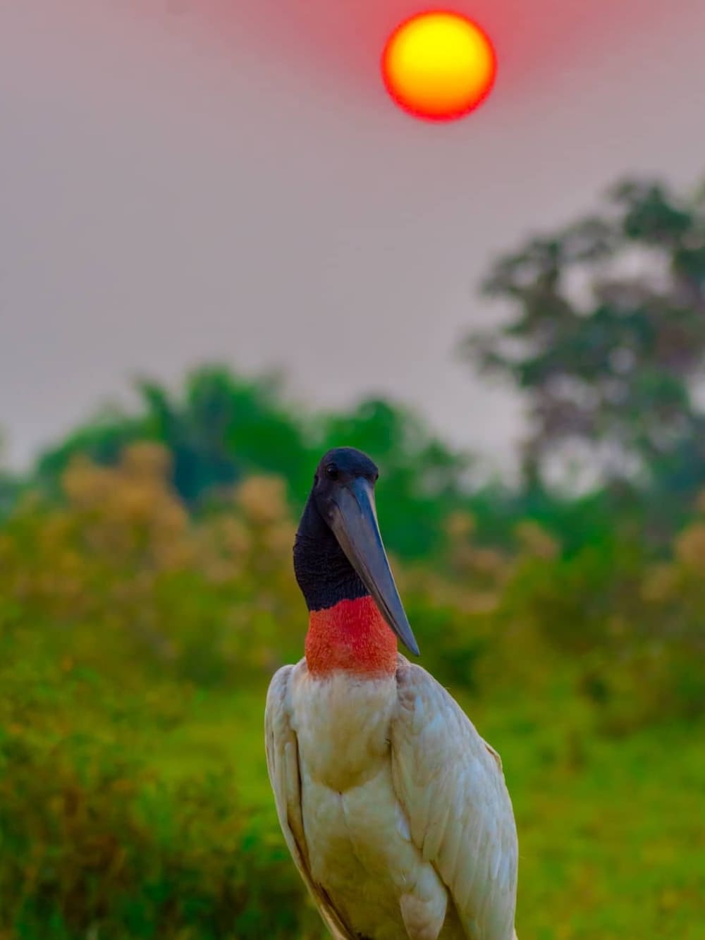 Pantanal Wildlife Jabiru