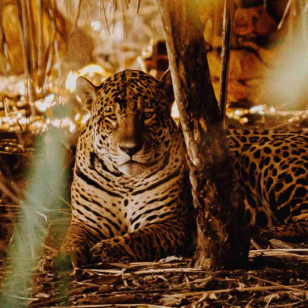 Jaguar in the Pantanal