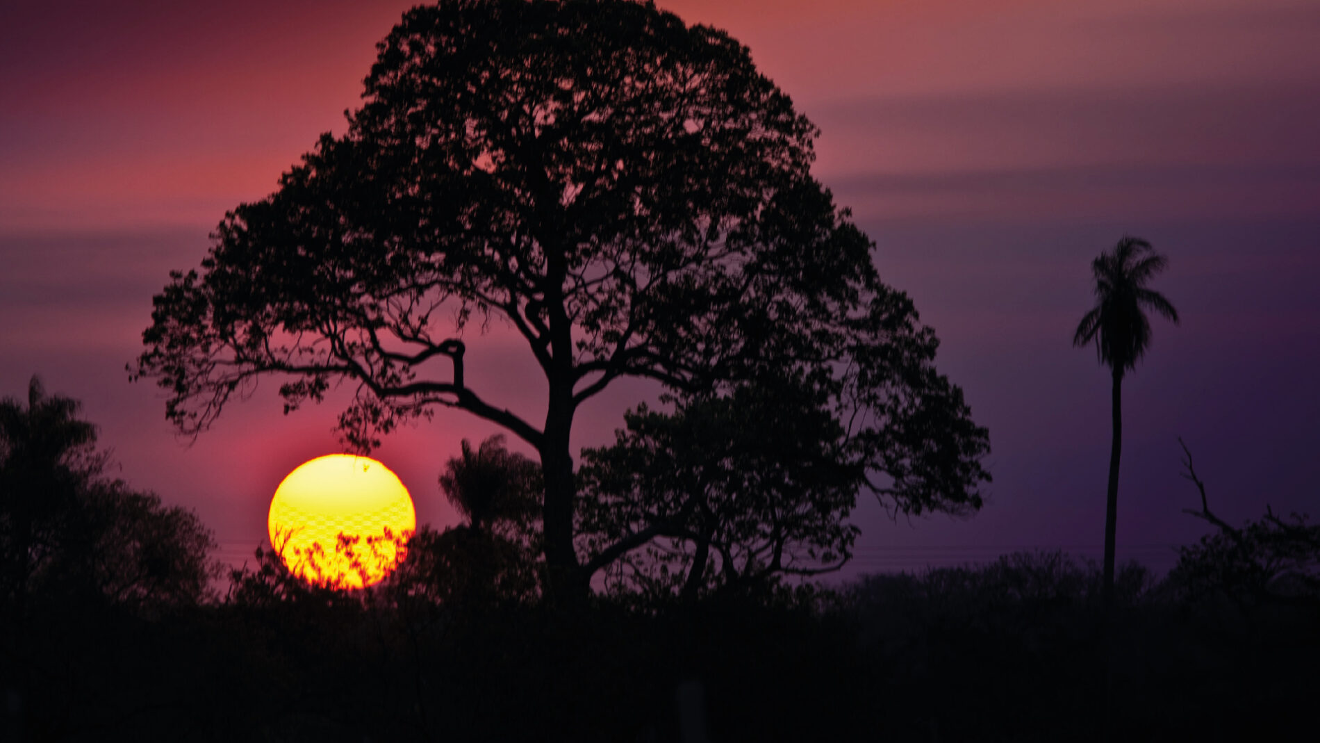 Guia de Viagem Pantanal Brasil