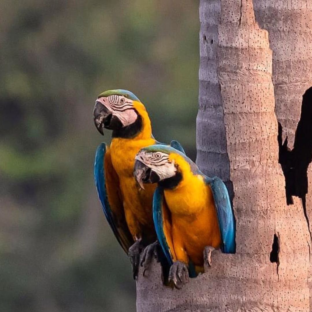 Artenvielfalt im Pantanal