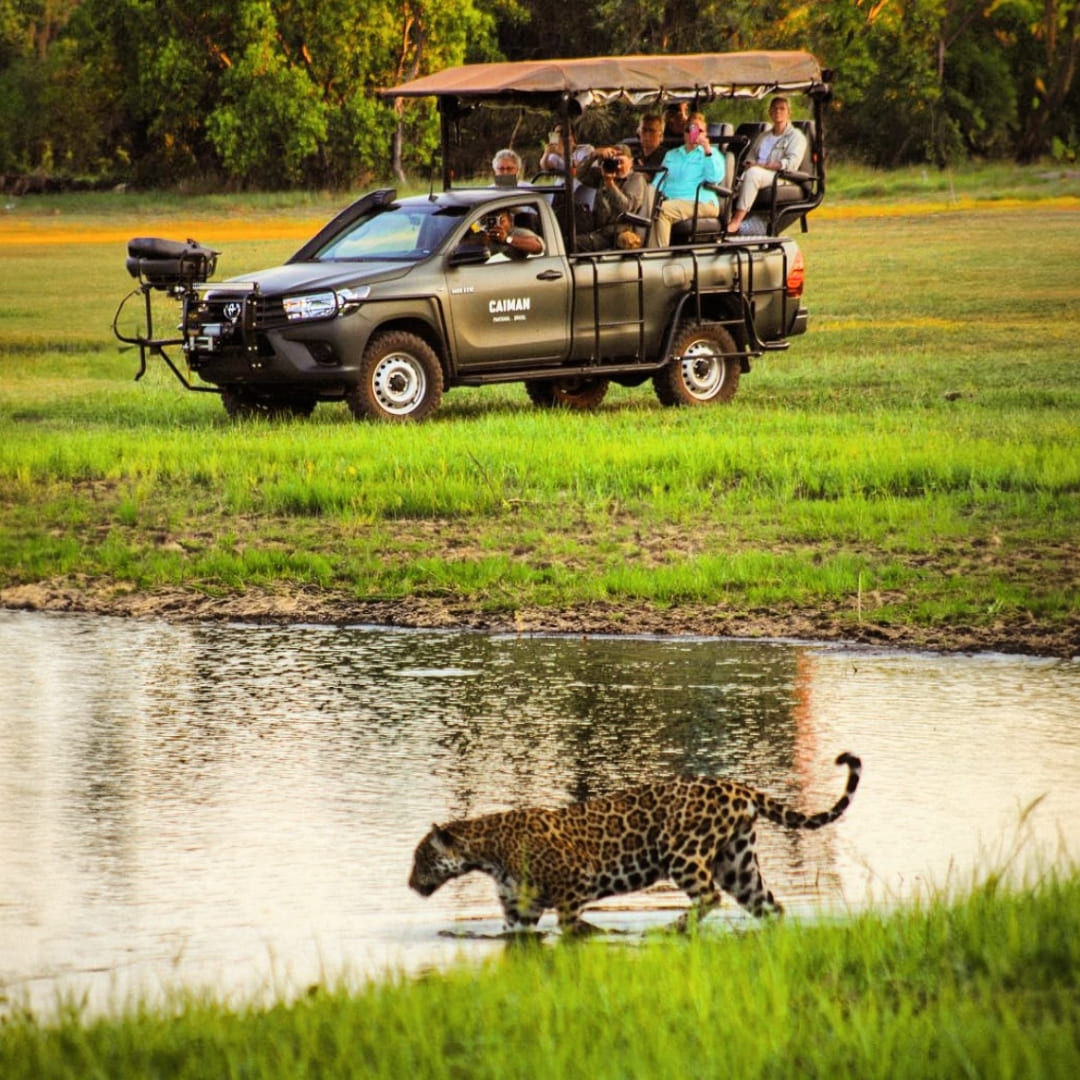 Best Pantanal Safari Tours