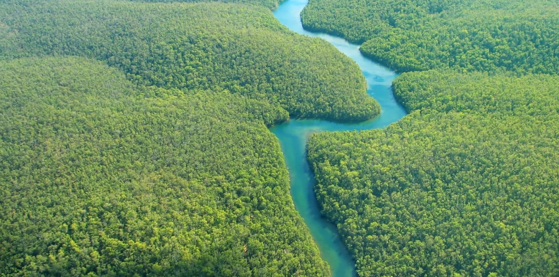 Forêt amazonienne Brésil