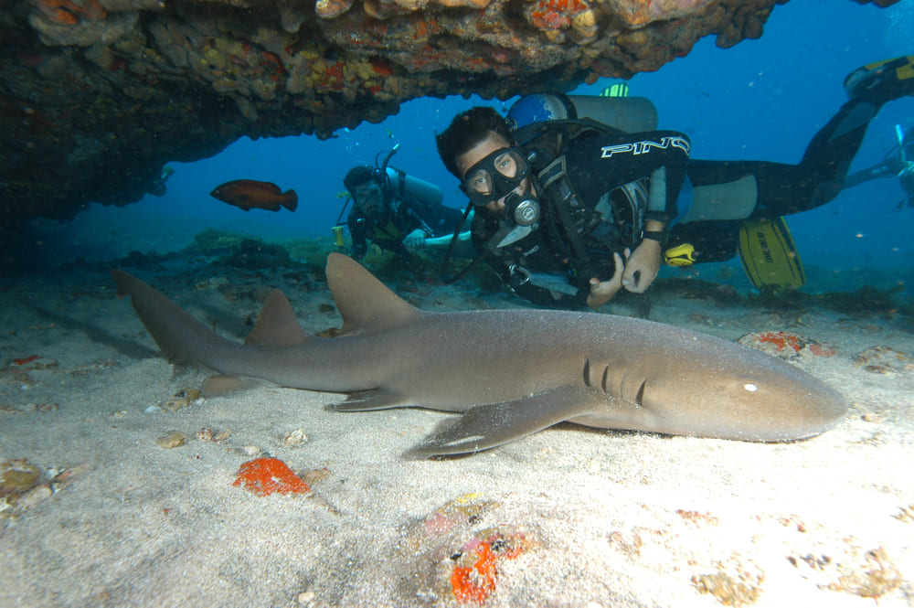 Melhores pontos de mergulho em Fernando de Noronha