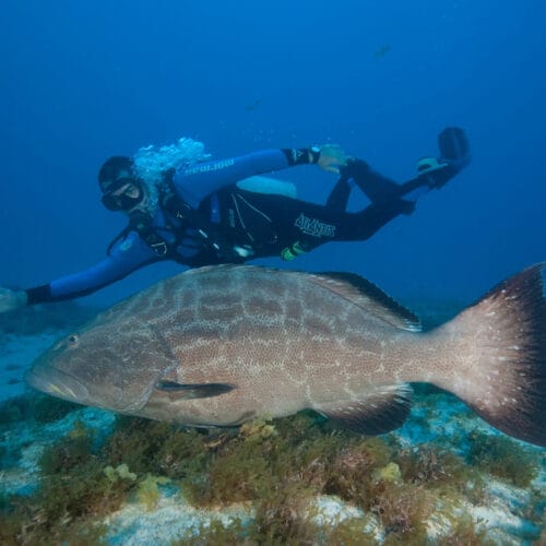 Scuba Diving Fernando de Noronha