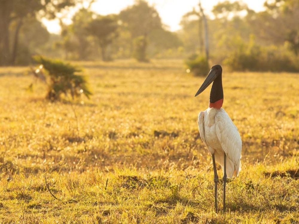 Pantanal - Die 7 besten Reiseziele für Ökotourismus in Brasilien im Jahr 2024