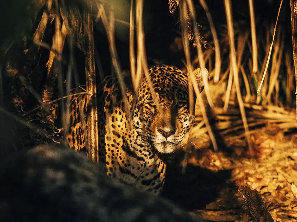 In welcher Region des Pantanals kann man Jaguare sehen?