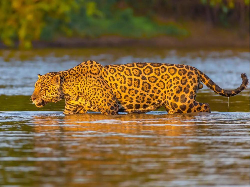 Qual é o melhor lugar para ver onças-pintadas no Pantanal?
