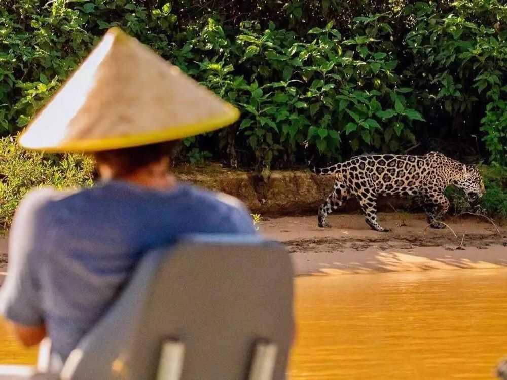 Wo ist der beste Ort, um Jaguare im Pantanal zu sehen?