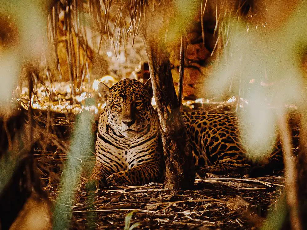 What makes the Pantanal so special