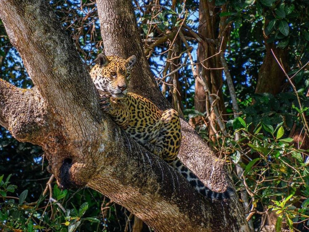 Jaguar-Sichtungen im nördlichen Pantanal