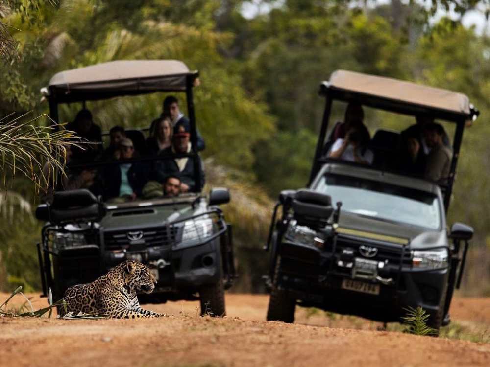 Quelle est la meilleure période pour voir les jaguars ?