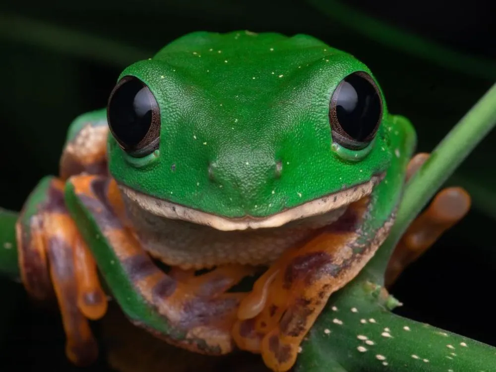 Amazon Rainforest wildlife