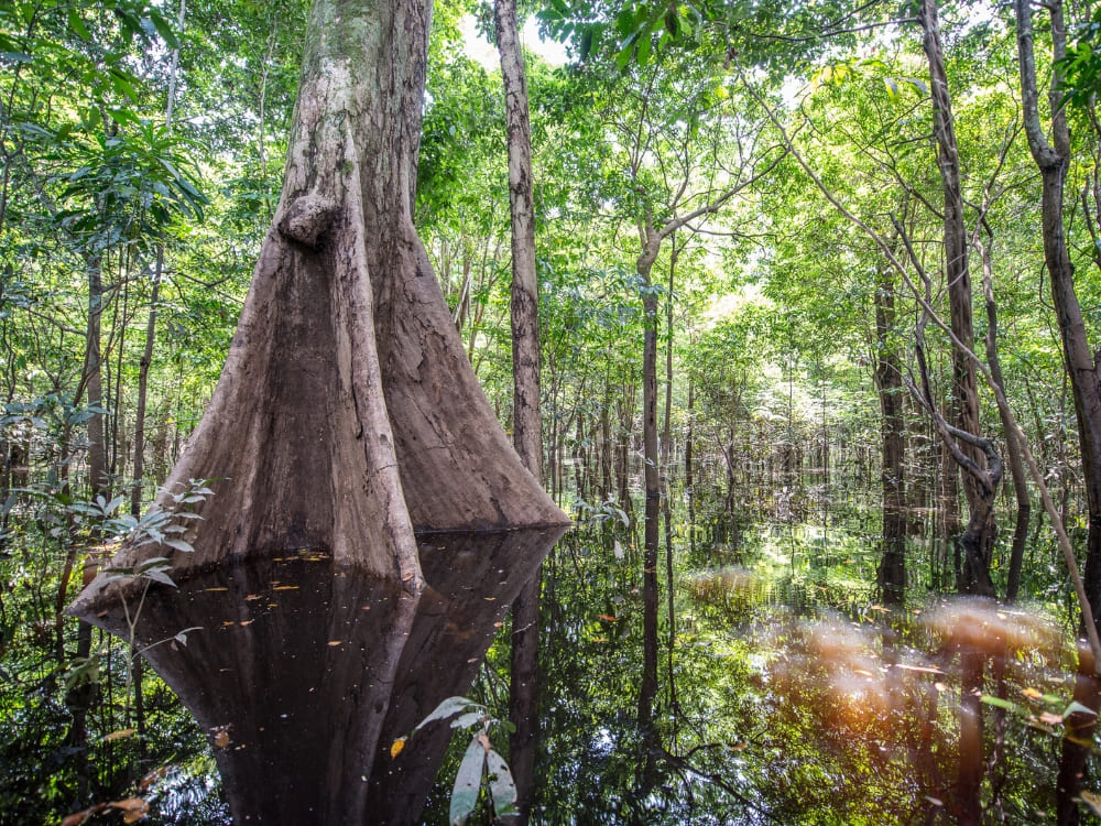 Meilleure periode pour visiter l'Amazonie - Forêt innondée