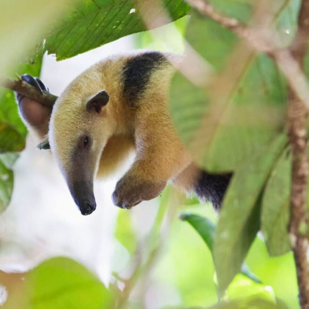 Best time to visit the Amazon in Brazil