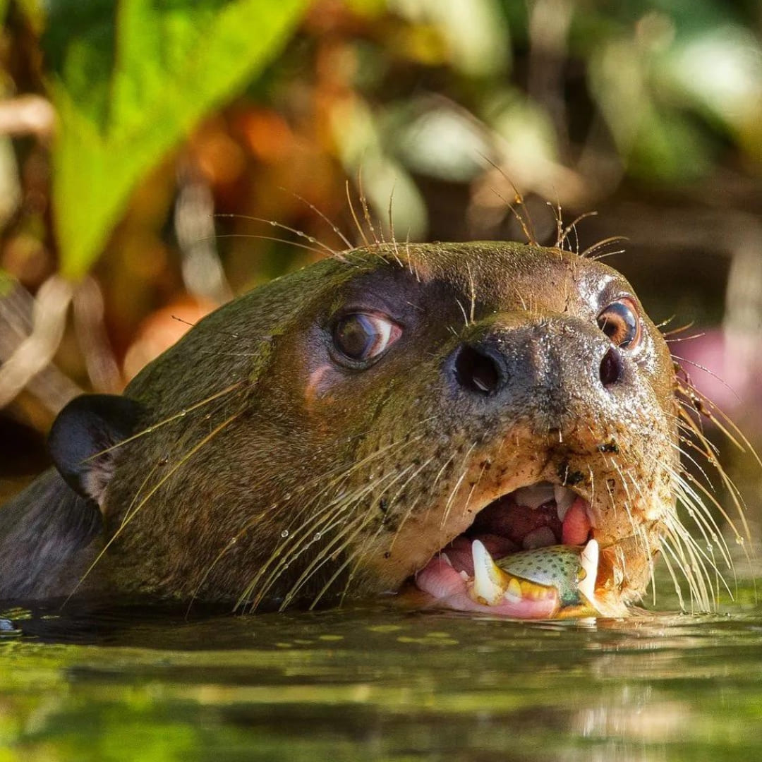 15 facts about the Amazon Rainforest - Giant Otters - unique amazonian wildlife 