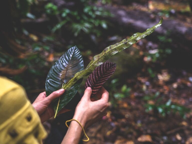 Hoe bezoek je het Amazonewoud in Brazilië - Reisgids - PlanetaEXO