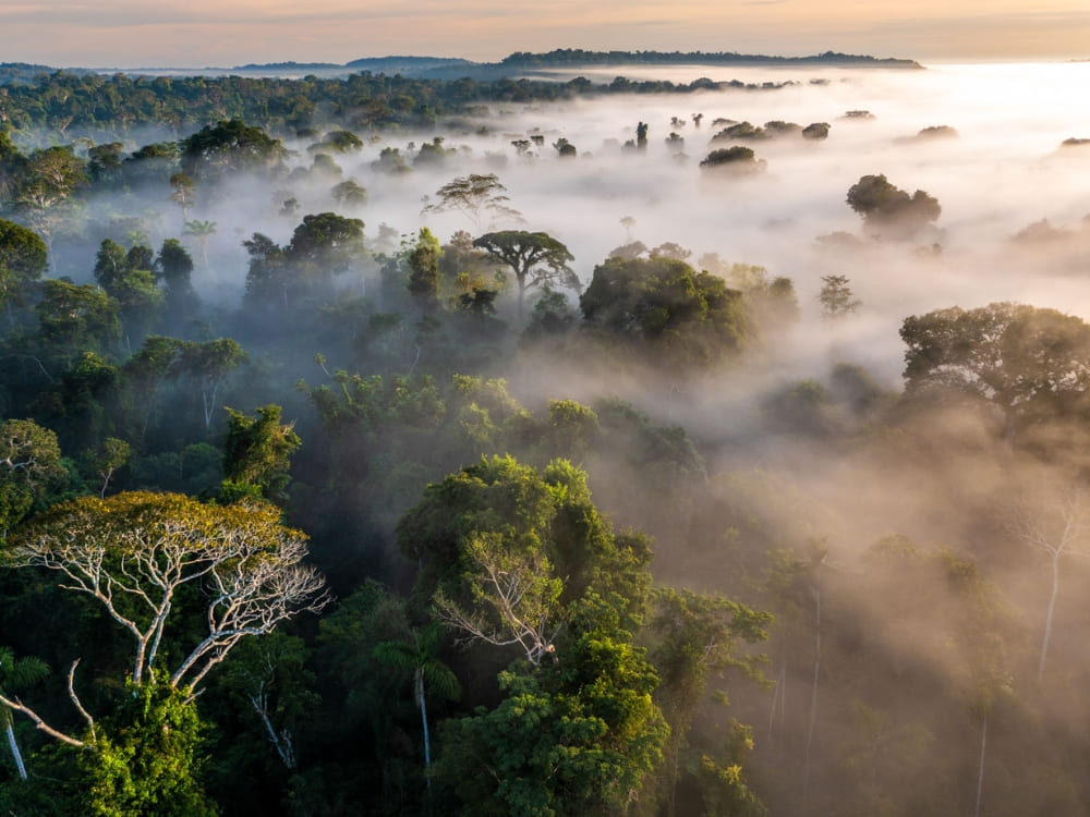 15 Fakten über den Amazonas-Regenwald - Der größte Regenwald der Welt