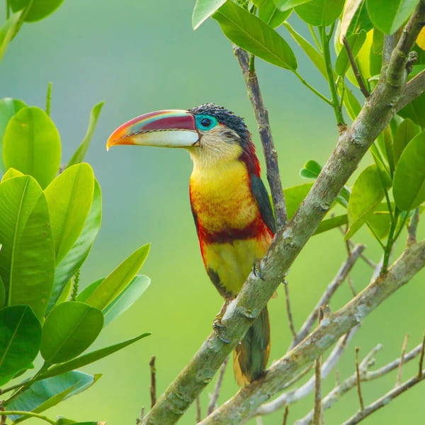 Colorful Curl-crested Aracari bird with yellow and red feathers perched on a branch in the Amazon.