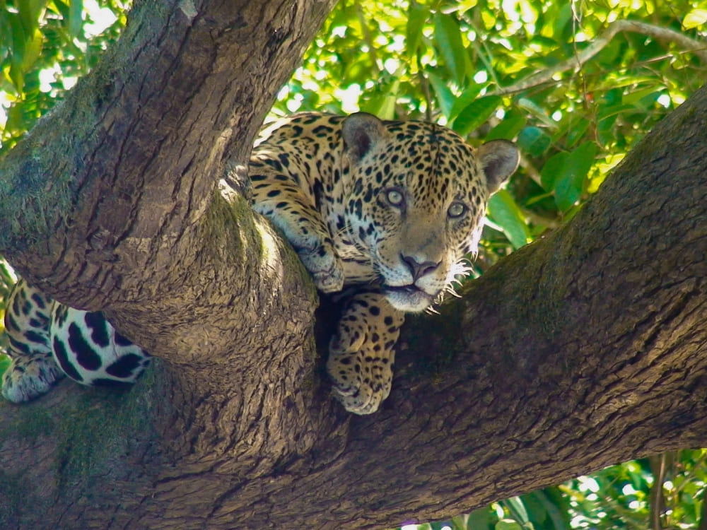 Alt Text: Jaguar resting comfortably on a thick tree branch in the Brazilian wetlands. Jaguar resting comfortably on a thick tree branch in the Brazilian wetlands.