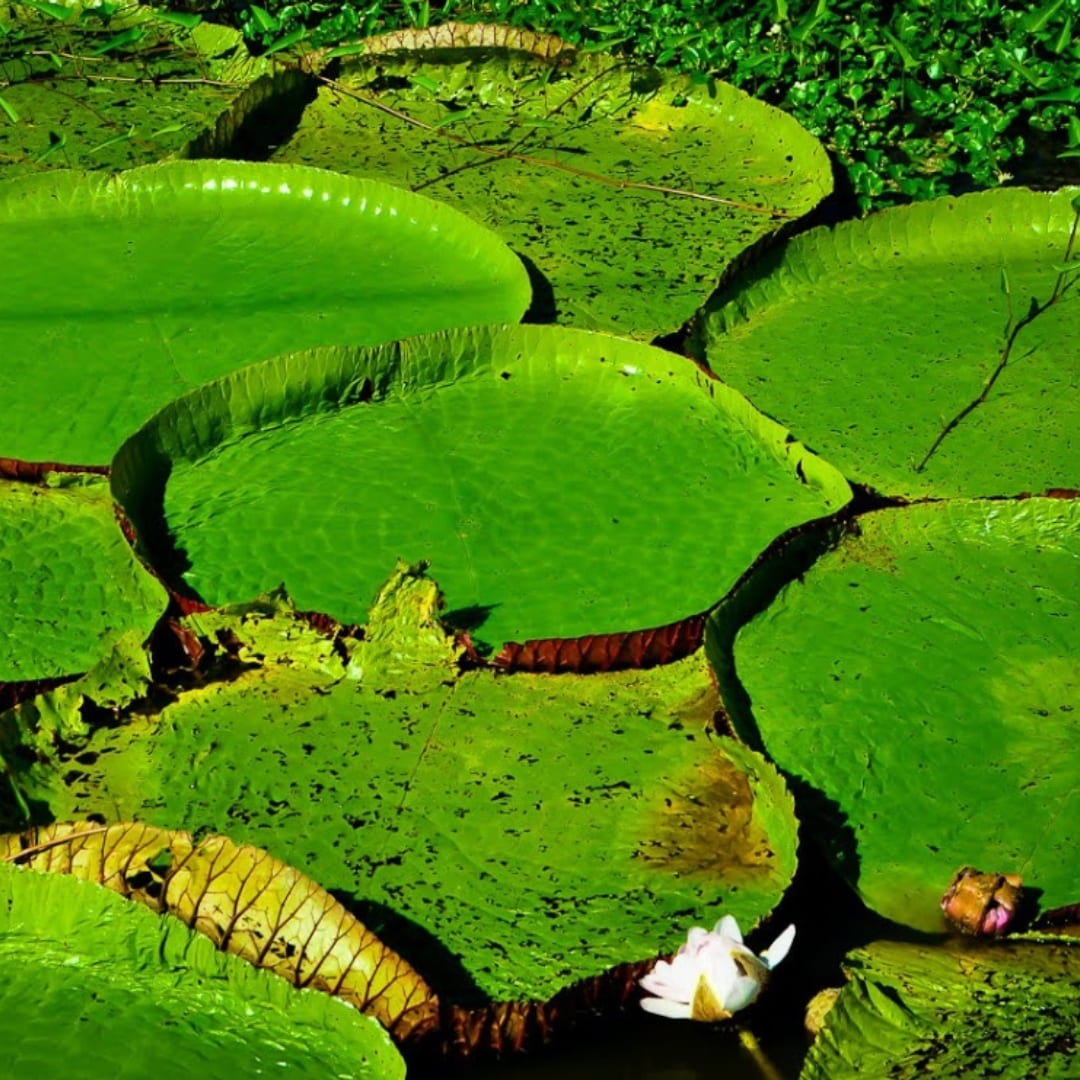 Amazon Flora: Giant Victorias