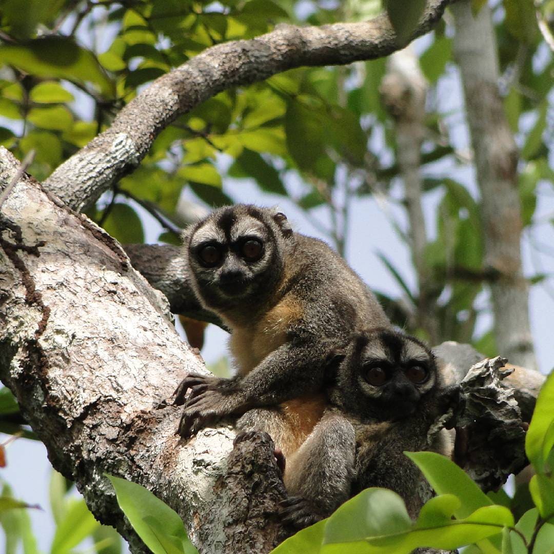 Nationalparks in Brasilien - Jau