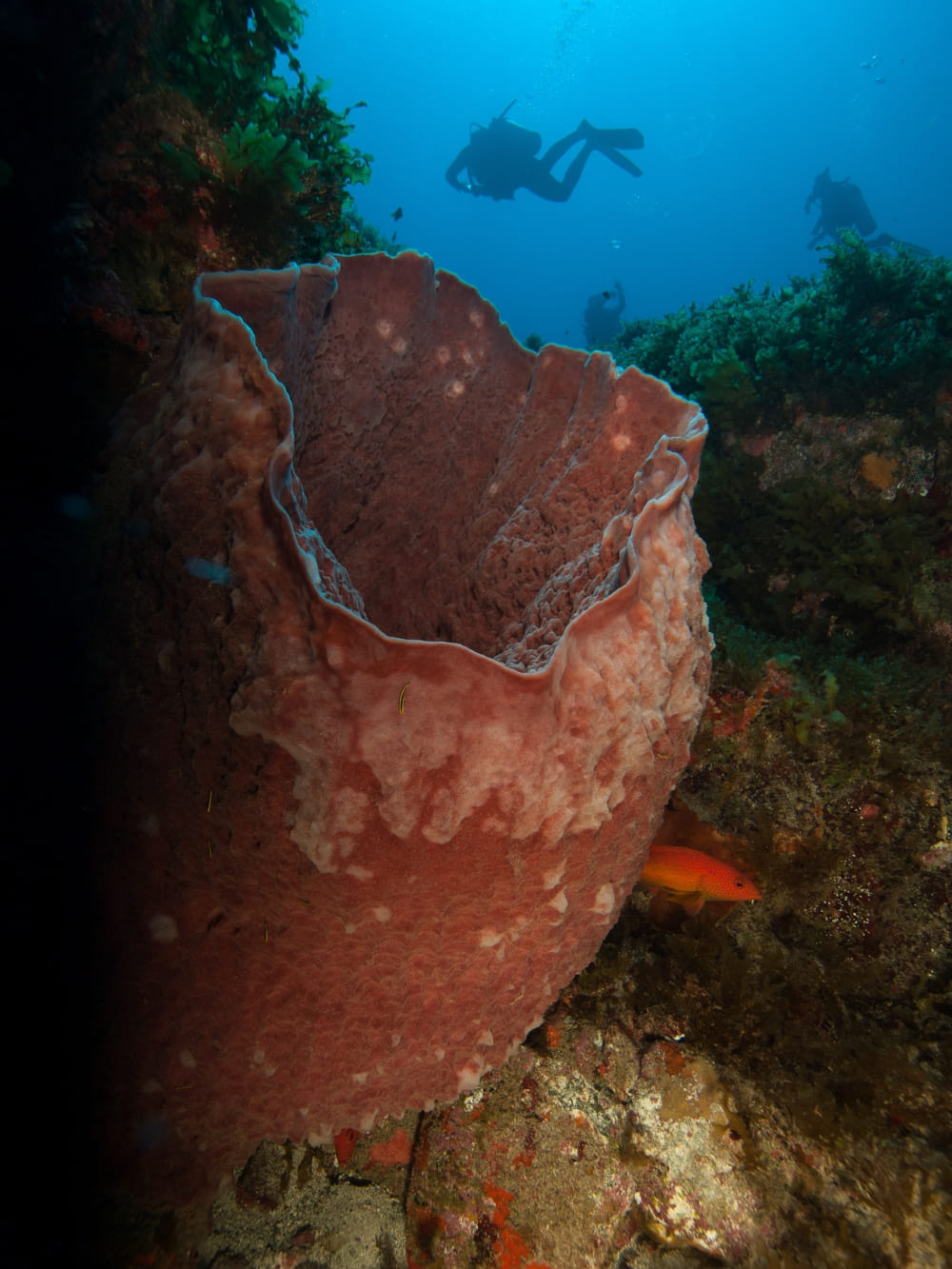 Fernando de Noronha Diving Guide