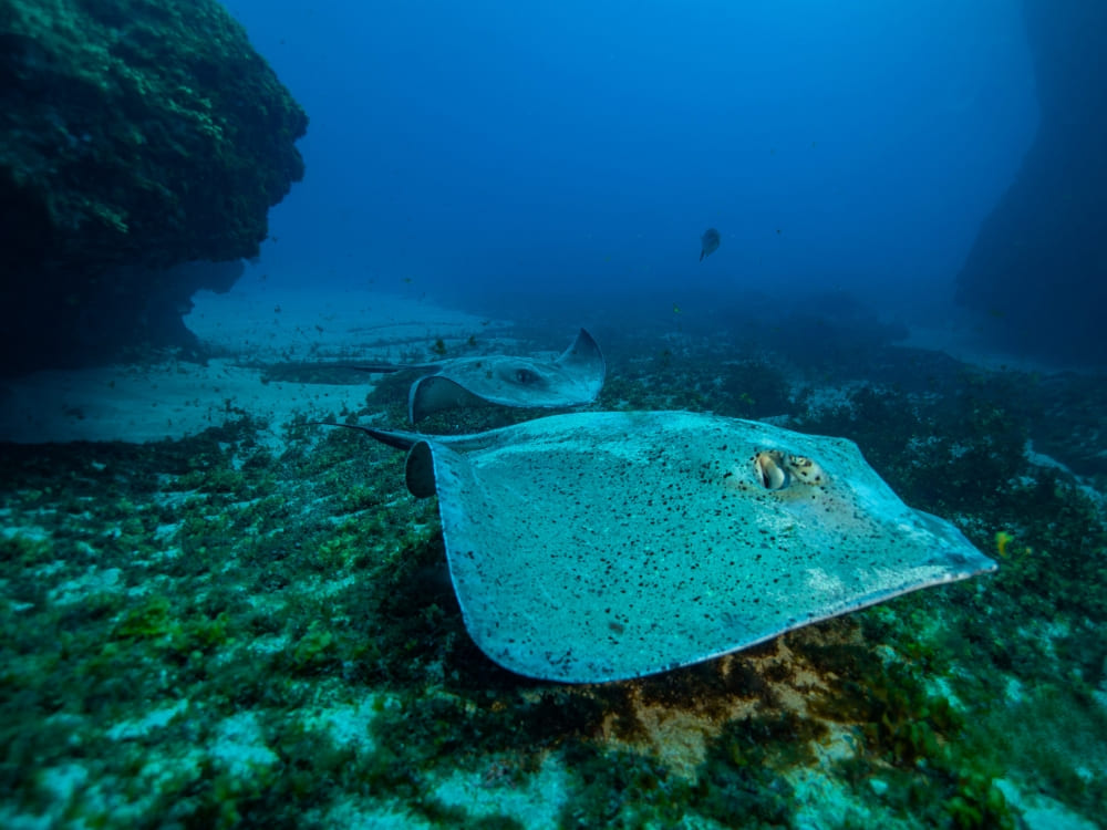 Fernando de Noronha Diving Guide