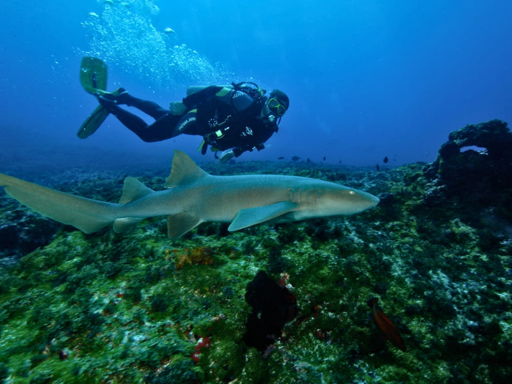 Fernando de Noronha Diving Guide 