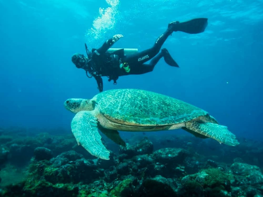 Fernando de Noronha Diving Guide