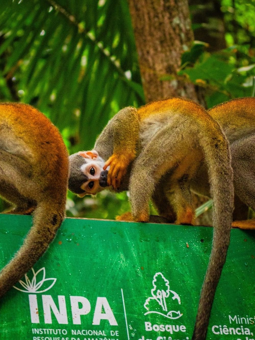 guide de voyage manaus inpa