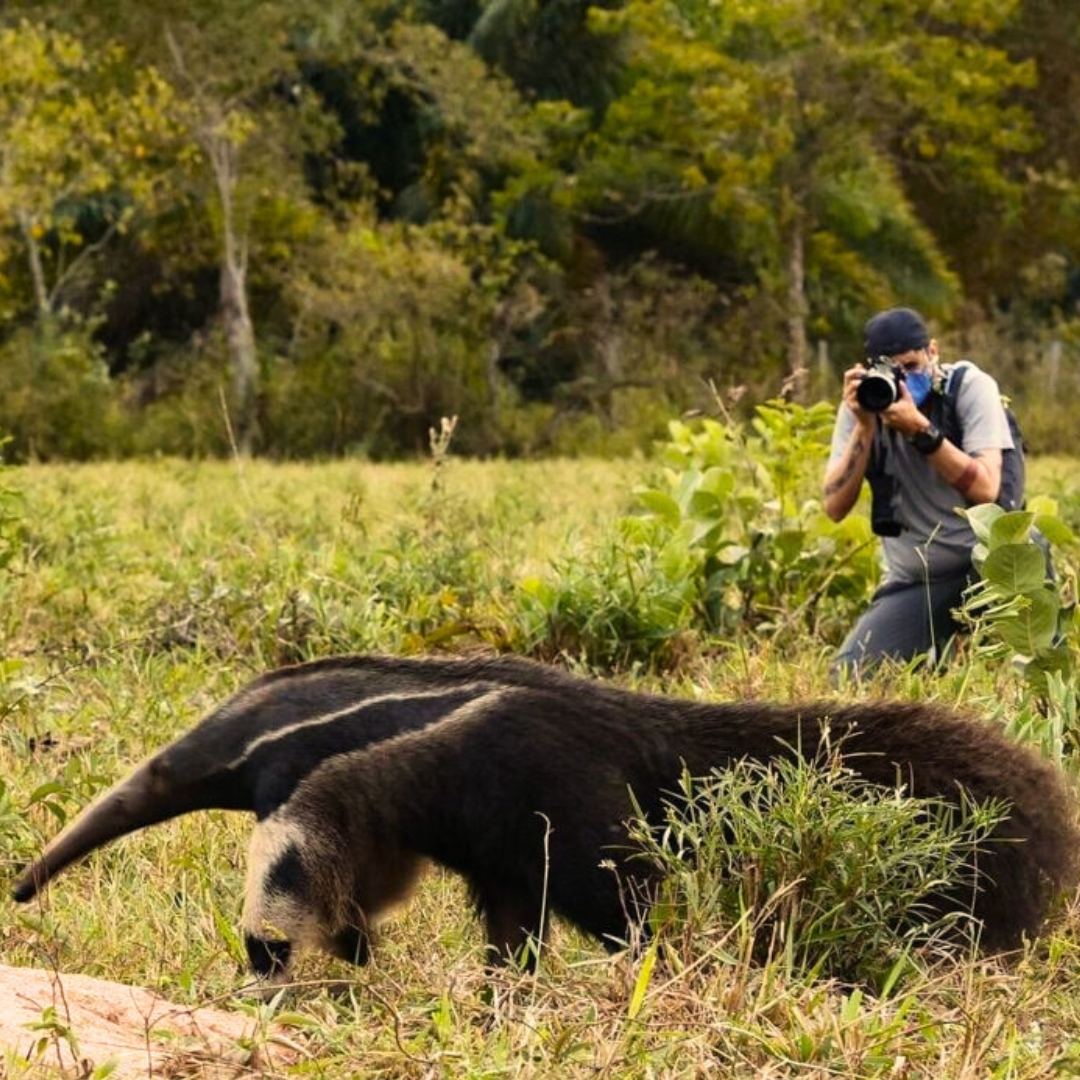 Best Pantanal Safari Tours