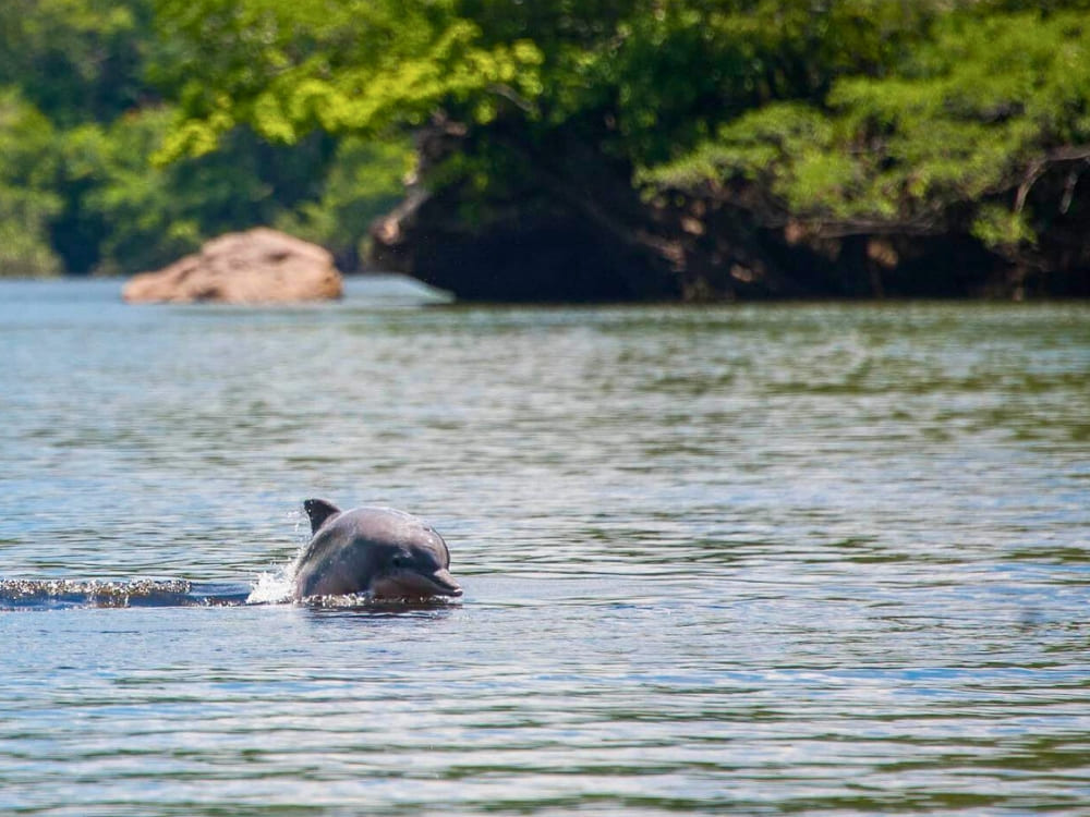 Nationalparks in Brasilien - Anavilhanas