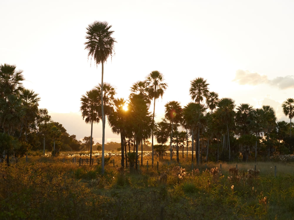 North or South Pantanal
